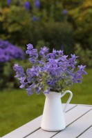 Salvia viridis 'Blue' in white jug on table outside