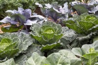 Brassica oleracea from left to right 'Serpentine' a savoy type and 'Kalibos' cabbages growing in rows