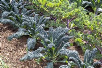 Brassica oleracea from left to right - 'Nero di Toscana' and 'Midnight Sun' - Kale plants grown in rows