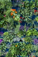Living wall planted with herbs, salad and fruit crops including Nasturtium, Sage, Parsley, Rosemary, Marjoram and strawberry plants