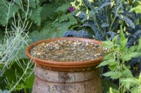 Terracotta saucer filled with pebbles for insects and birds to drink from