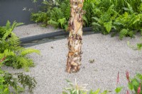 Betula nigra tree trunk growing out of a gravel path with ferns