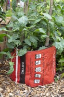 Repurposed plastic compost bag used as planters for Tomato plants with hazel stick for support 