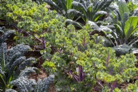 Brassica oleracea from left to right - Nero di Toscana, 'Midnight Sun' and 'Dazzling Blue' - Kale plants grown in rows
