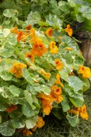Tropaeolum majus 'Orange Troika' - Nasturtium