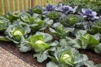 Cabbages grown in rows in a no dig vegetable garden - left to right 'Cabbice' F1, 'Dutchman', 'Serpentine' and a red pointed cabbage 