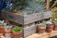 Sempervivum plants in terracotta plant pots on a wooden shelf