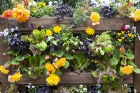 Begonias, Violas, Pansy and Lettuce plants growing in the side of a compost heap made of old pallets