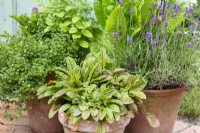Herbs and lettuce grown in terracotta pots - Marjoram, Red veined Sorrel, mint, lavender