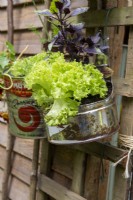Old tin can hanging from a fence used as a container to grow lettuce plants 