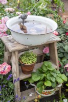 Old wooden step ladder with a vintage enamel bowl used as a bird water bath and strawberry plants growing in an enamel pot