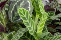 Calathea ornata - Pinstripe plant 