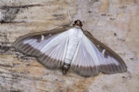 Cydalima perspectalis - Box-tree Moth