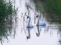Cygnus olor - Mute Swans on Norfolk drainage dyke