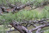 Close up of pine needles of topiarised Pine tree. 