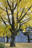 Ginko biloba tree in autumn colour