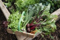 Trug of freshly picked vegetables: beetroot, carrot, lettuce, courgette, salad onions - July
