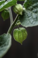 Physalis peruviana - Cape gooseberry - August
