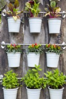 Chilli, mint and baby Chard plants growing in white metal pots hanging on a reclaimed timber wall