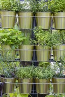 Herbs - chives, marjoram, oregano, mint and strawberry plants growing in metal pots in wire racks hanging from a metal frame 