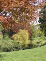 Fagus sylvatica f. purpurea - Copper Beech framing lake in landscaped gardens at Kelling Hall Norfolk