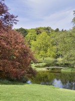Fagus sylvatica f. purpurea - Copper Beech framing lake in landscaped gardens at Kelling Hall Norfolk