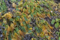 Dried and wilted Hosta leaves turning brown in sloped border of fallen leaves in autumn.