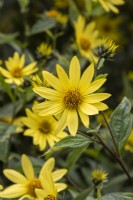 Helianthus 'Lemon Queen' - sunflower - September