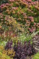 Alternanthera 'Purple Prince', Oenothera, Hydrangea paniculata 'Grandiflora' - PeeGee Hydrangea with pink and wilted flowerheads in mixed border in autumn.