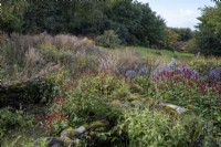 Autumn border with grasses and late flowering perennials, drift of Bistorta amplexicaulis in foreground