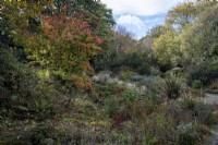 Autumnal planting around ponds at The Garden House in Devon, with Photinia villosa, Cyperus involucratus, Schoenoplectus lacustris subsp. Tabernaemontani 'Zebrinus' Phormium 'Buckland Ruby'