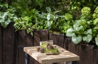 Pinecones and acorns on a wooden table - with a wooden raised bed with mixed perennial planting of Hosta undulata 'Albomarginata', Hydrangea paniculata 'Little Lime', Brunnera macrophylla 'Sterling Silver'