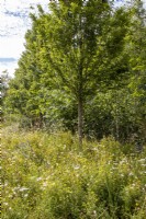 Meadow planting with Plantago lanceolata - Ribwort Plantain, Leucanthemum vulgare - Oxeye daisy, Lotus corniculatus - Bird's foot Trefoiland and Carpinus betulus tree - Hornbeam 