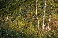 Betula pendula tree underplanted with meadow planting Plantago lanceolata, Leucanthemum vulgare, Lotus corniculatus, Achillea millefolium and grasses