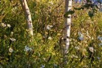 Betula pendula tree underplanted with meadow planting Plantago lanceolata, Leucanthemum vulgare, Lotus corniculatus, Achillea millefolium and grasses