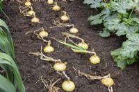 Allium cepa 'Stuttgarter' - mature onions drying in the ground