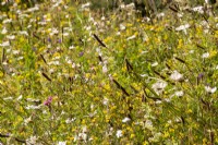 Meadow planting with Plantago lanceolata - Ribwort Plantain, Leucanthemum vulgare - Oxeye daisy and Lotus corniculatus - Bird's foot Trefoiland 