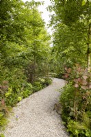 A winding gravel path runs through a woodland garden 