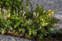 Tiarella 'Pink Sky Rocket' in a small border with metal edging between a gravel path 