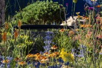 Mixed perennial planting with Echinacea 'Big Kahuna', Eryngium x zabelii 'Big Blue', Foeniculum vulgare and Kniphofia 'Fiery Fred' 