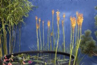 Kniphofia 'Fiery Fred' plantted by a raised round black pond with Nymphaea - cobalt blue painted rendered wall with Phyllostachys