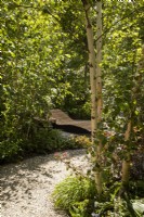 A curved gravel path with woodland planting including a Betula utilis var. jacquemontii 'Doorenbos' tree, in the distance a wooden recliner