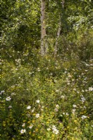 Meadow planting Plantago lanceolata, Leucanthemum vulgare, Lotus corniculatus, Achillea millefolium, grasses and a Betula pendula tree 