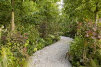 A curved gravel path with mixed perennial planting including Cotinus coggygria - Smoke Bush