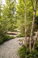 A winding curved gravel path through woodland planting including a Betula utilis var. jacquemontii 'Doorenbos' tree, in the distance a wooden recliner