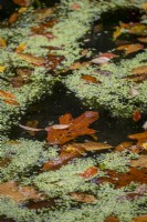 Fallen leaves in autumnal garden pond