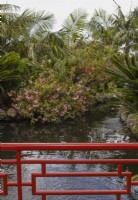Looking through red Oriental style balustrades to a pond surrounded by flowering plants and tropical planting. Monte Palace Gardens, Madeira. August. 