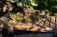 Pinecones and acorns on a wooden table in dappled shade 