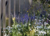 Stainless steel metal fence with mixed perennial planting of Perovskia 'Blue Spire', Achillea ptarmica 'Peter Cottontail', Gaura lindheimeri 'Whirling Butterflies' and Veronica spicata 'Alba'