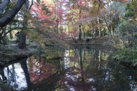 Acers in autumn colour reflected in water of the pond of the Nakaragi-no-mori area of the garden. 